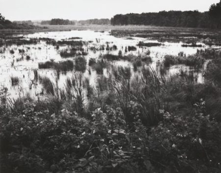 Black and white photograph depicting a marsh with reflective water and diverse marshland flora.