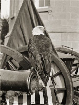 A bald eagle perched on the end of a cannon.
