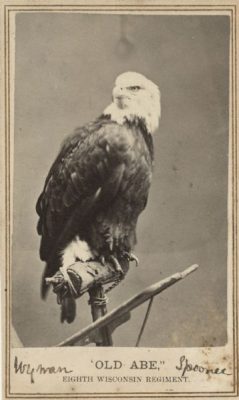 A card featuring an image of a bald eagle on a perch looking over its shoulder, text below reads, "Old Abe, Eighth Wisconsin Regiment."