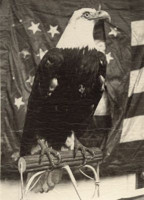 Photograph of a bald eagle mount, depicted from the front with head turned to right and the American flag behind him.