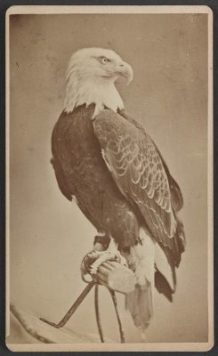 A photograph of a bald eagle on a perch.