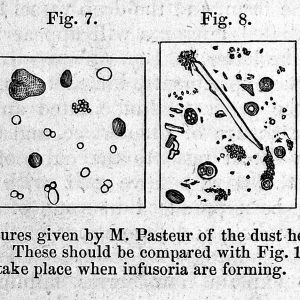 An illustration from the files of Louis Pasteur showing his theories of atmospheric germs as observed in gun-cotton.