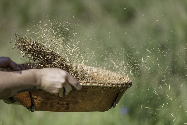 winnowing